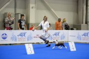 Интернациональная выставка собак CACIB – голая сука Solino's Rive Gauche