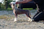 Regional Dog Show CAC – hairless male Elance Louange Zhylik