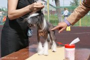Club Dog Show Club Winner – hairless female  A'Loris Nochnaya Nimfa iz Strany Tsvetov