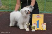 Club Dog Show Club Winner – powderpuff female Status Imperial Daiquiri