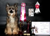 National Dog Show CAC – powderpuff male Star Dynasty Glamor