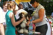 Club Dog Show Candidat in Club Winner – Russia, Rybinsk (Jaroslavl)