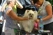 Club Dog Show Candidat in Club Winner – Russia, Rybinsk (Jaroslavl)