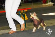 International Dog Show CACIB – Luxembourg, Luxembourg (Luxembourg)