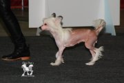 National Dog Show CAC – hairless female Anselmie Crispello