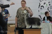 Монопородная выставка ранга ПК – пуховая сука Shekherezada Skazka Nochnogo Vostoka