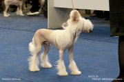 Club Dog Show Candidat in Club Winner – hairless male Credo Marini Nibori