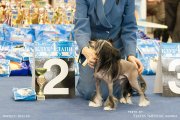 Club Dog Show Candidat in Club Winner – hairless male Mano Ponis Athos Endless Kiss