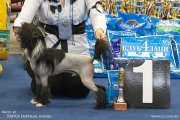 Club Dog Show Candidat in Club Winner – hairless male Real Rival Status Imperial Minodora