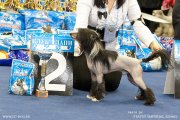 Club Dog Show Candidat in Club Winner – hairless male Real Rival Status Imperial Minodora