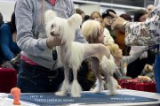 Club Dog Show Candidat in Club Winner – hairless female Status Imperial Next My Pride