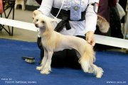 Club Dog Show Candidat in Club Winner – hairless female Status Imperial Only You