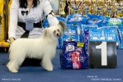 Club Dog Show Candidat in Club Winner – powderpuff female Status Imperial Daiquiri