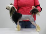 Национальная выставка собак CAC – голая сука Leksa Gypsy Queen For Oro Antenati