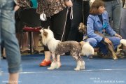 Национальная выставка собак CAC – голая сука Zlato Dinastii Origami