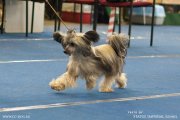 Национальная выставка собак CAC – пуховая сука Credo Marini Nozomi