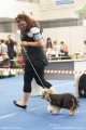 Национальная выставка собак CAC – пуховая сука Prekrasnaya Melodiya Lubvi