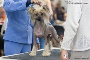 Национальная выставка собак CAC – голая сука Raduzhniy Mir Jarmonda Leslie Ebert