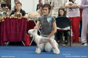 Национальная выставка собак CAC – голая сука Elenline Zena