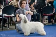 National Dog Show CAC – powderpuff female Elenline Valhalla