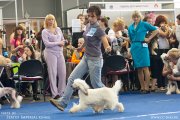 Национальная выставка собак CAC – пуховая сука Elenline Valhalla