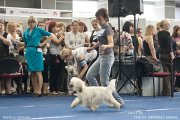 Национальная выставка собак CAC – пуховая сука Elenline Valhalla