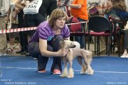 Национальная выставка собак CAC – голая сука Elenline Beatriche