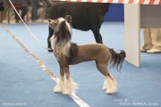 National Dog Show CAC – hairless female Istinnaya Krasa Ot Volnogo Psa