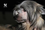 Интернациональная выставка собак CACIB – пуховый кобель U Got The Look Princes De La Roses
