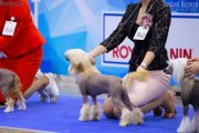International Dog Show CACIB – hairless male Rolana Family Interstellar