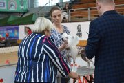Интернациональная выставка собак CACIB – голая сука Sofiris Show Danzante Chianti