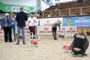 International Dog Show CACIB – hairless male Touch Beauty Likely Option