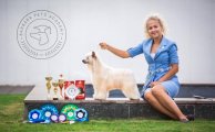 Club Dog Show Candidat in Club Winner – powderpuff male Rolana Family Majestic Like Flames