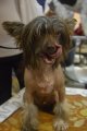 Regional Dog Show CAC – hairless male Gran Amigo Deming Arman