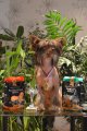 Regional Dog Show CAC – hairless male Gran Amigo Deming Arman