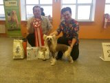 Региональная выставка собак CAC – голый кобель Giyom Ot Motsarta