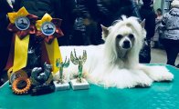 Национальная выставка собак CAC – пуховый кобель Rolana Family Majestic Like Flames