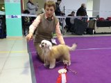 Club Dog Show Candidat in Club Winner – powderpuff female Lustrous Klementina