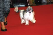 International Dog Show CACIB – female Just Yours Von Shinbashi