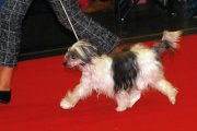 Интернациональная выставка собак CACIB – сука Just Yours Von Shinbashi