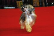 International Dog Show CACIB – powderpuff male U Got The Look Princes De La Roses