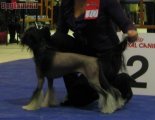 Club Dog Show Candidat in Club Winner – hairless male Dream Space Backfier From Angel Look