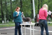 Club Dog Show Club Winner – powderpuff female Shekherezada Skazka Nochnogo Vostoka