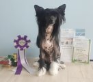 Regional Dog Show CAC – hairless male Charuyuschiy Soblazn Talisman Winner