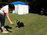 Интернациональная выставка собак CACIB – пуховая сука Sofiris Show Zealous Kiss