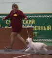 Национальная выставка собак CAC – пуховая сука Olegro Katrin Primadonna