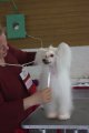 Национальная выставка собак CAC – пуховая сука Olegro Katrin Primadonna