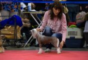 Интернациональная выставка собак CACIB – голая сука Sleek Slim Pet-Baby Antalia