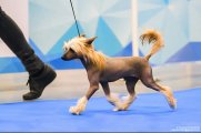 International Dog Show CACIB – hairless male Izabel Crystals Adrian Champion