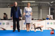 International Dog Show CACIB – hairless female Nilufer Molosos Gratzi